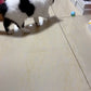 Balle Interactive Intelligente pour Chat – Jouet Automatique à Roulement
