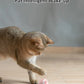 Balle Interactive Intelligente pour Chat – Jouet Automatique à Roulement