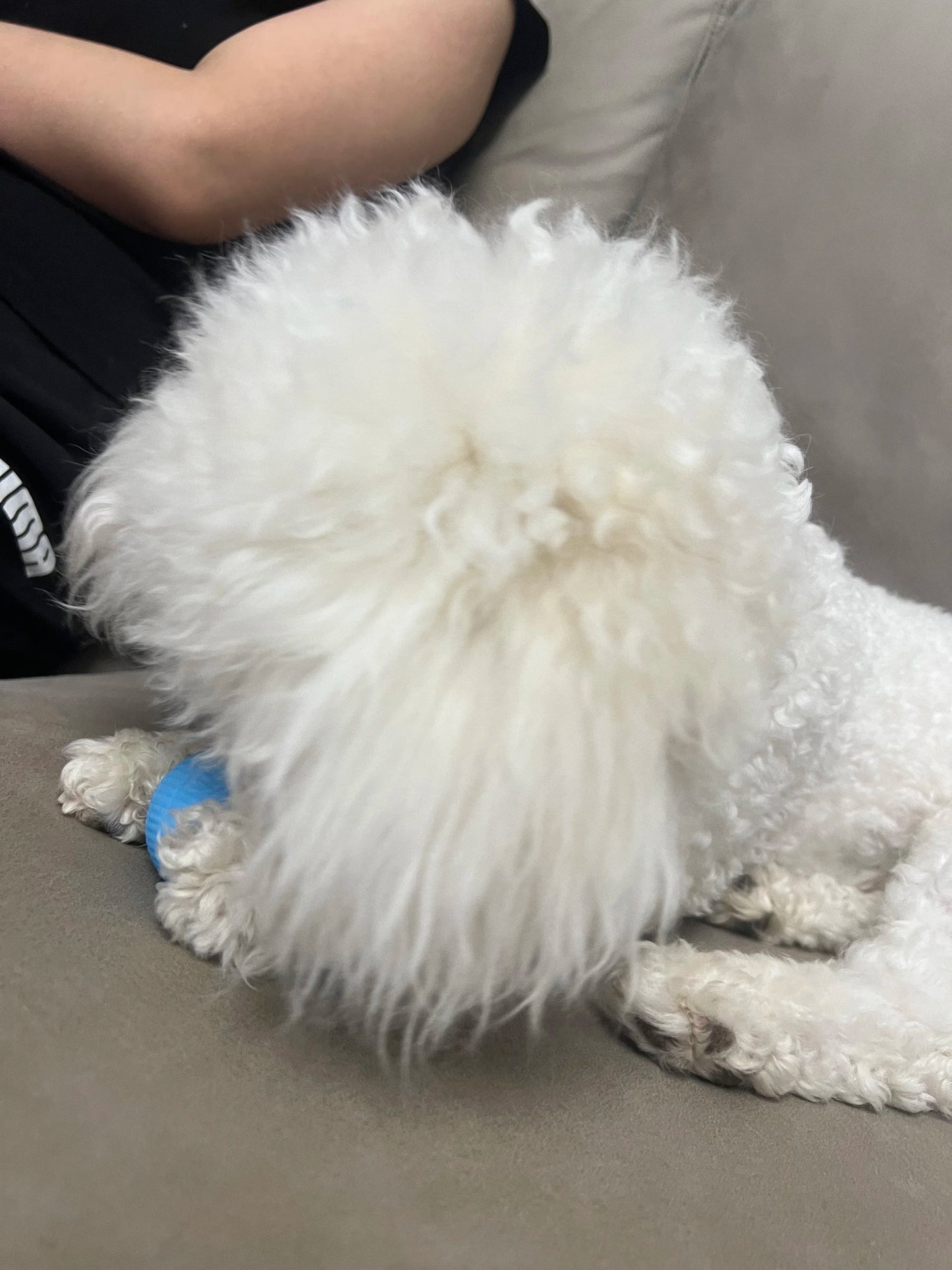 Balle Interactive Intelligente pour Chat – Jouet Automatique à Roulement
