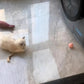 Balle Interactive Intelligente pour Chat – Jouet Automatique à Roulement