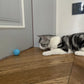 Balle Interactive Intelligente pour Chat – Jouet Automatique à Roulement